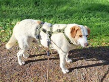 URSA, Hund, Mischlingshund in Hasselroth - Bild 21