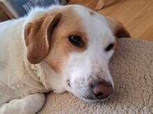 URSA, Hund, Mischlingshund in Hasselroth - Bild 22