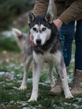 ULYSSES, Hund, Siberian Husky in Ungarn - Bild 1