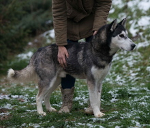 ULYSSES, Hund, Siberian Husky in Ungarn - Bild 2
