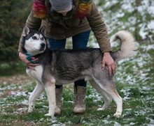 ULYSSES, Hund, Siberian Husky in Ungarn - Bild 3