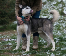 ULYSSES, Hund, Siberian Husky in Ungarn - Bild 5