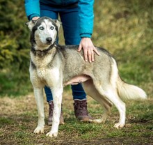 XAYAH, Hund, Siberian Husky in Ungarn - Bild 1