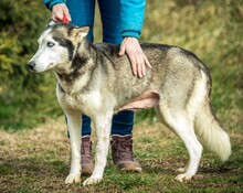 XAYAH, Hund, Siberian Husky in Ungarn - Bild 2