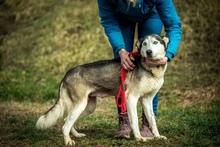 XAYAH, Hund, Siberian Husky in Ungarn - Bild 3