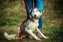 XAYAH, Hund, Siberian Husky in Ungarn - Bild 4