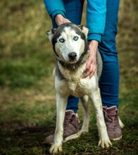 XAYAH, Hund, Siberian Husky in Ungarn - Bild 5