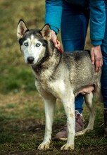 XAYAH, Hund, Siberian Husky in Ungarn - Bild 6