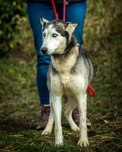 XAYAH, Hund, Siberian Husky in Ungarn - Bild 7