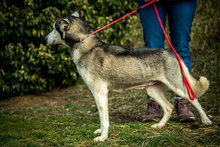 XAYAH, Hund, Siberian Husky in Ungarn - Bild 8