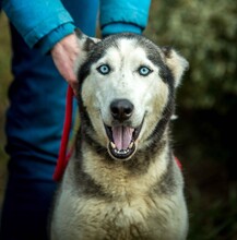 XAYAH, Hund, Siberian Husky in Ungarn - Bild 9