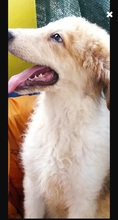 ORSO, Hund, Mischlingshund in Italien - Bild 2