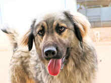 ZUCCHERINO, Hund, Mischlingshund in Italien - Bild 1