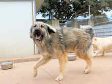 ZUCCHERINO, Hund, Mischlingshund in Italien - Bild 10