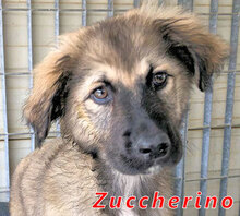 ZUCCHERINO, Hund, Mischlingshund in Italien - Bild 11