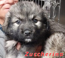 ZUCCHERINO, Hund, Mischlingshund in Italien - Bild 17
