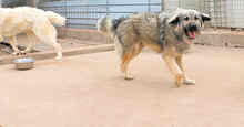ZUCCHERINO, Hund, Mischlingshund in Italien - Bild 2