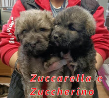 ZUCCHERINO, Hund, Mischlingshund in Italien - Bild 20