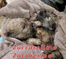 ZUCCHERINO, Hund, Mischlingshund in Italien - Bild 21