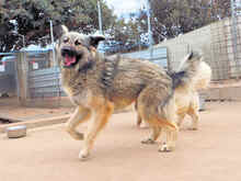 ZUCCHERINO, Hund, Mischlingshund in Italien - Bild 7