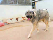 ZUCCHERINO, Hund, Mischlingshund in Italien - Bild 8