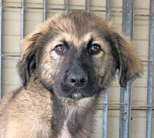 ZUCCHERINO, Hund, Mischlingshund in Lahnau - Bild 13