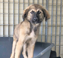 ZUCCHERINO, Hund, Mischlingshund in Lahnau - Bild 14