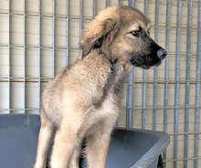 ZUCCHERINO, Hund, Mischlingshund in Lahnau - Bild 16