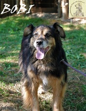 BOBI, Hund, Mischlingshund in Bosnien und Herzegowina - Bild 2