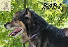 BOBI, Hund, Mischlingshund in Bosnien und Herzegowina - Bild 3