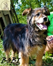 BOBI, Hund, Mischlingshund in Bosnien und Herzegowina - Bild 4