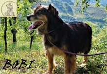 BOBI, Hund, Mischlingshund in Bosnien und Herzegowina - Bild 5