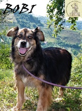 BOBI, Hund, Mischlingshund in Bosnien und Herzegowina - Bild 6