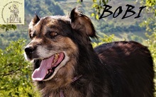 BOBI, Hund, Mischlingshund in Bosnien und Herzegowina - Bild 7