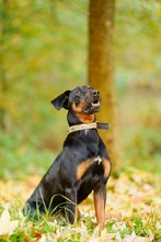 FOXY, Hund, Kopov Bracke in Wehrheim - Bild 6