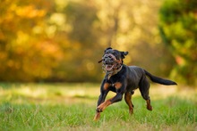 FOXY, Hund, Kopov Bracke in Wehrheim - Bild 9