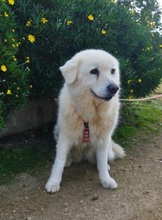 MARGHERITA, Hund, Mischlingshund in Italien - Bild 2