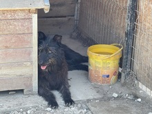 LOTTE, Hund, Mischlingshund in Rumänien - Bild 12
