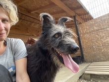 LOTTE, Hund, Mischlingshund in Rumänien - Bild 13