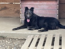 LOTTE, Hund, Mischlingshund in Rumänien - Bild 14