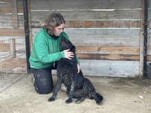 LOTTE, Hund, Mischlingshund in Rumänien - Bild 19