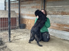 LOTTE, Hund, Mischlingshund in Rumänien - Bild 20