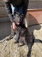 LOTTE, Hund, Mischlingshund in Rumänien - Bild 25