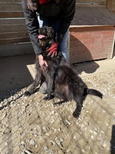 LOTTE, Hund, Mischlingshund in Rumänien - Bild 27