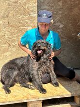 LOTTE, Hund, Mischlingshund in Rumänien - Bild 3