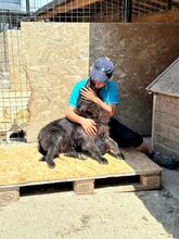 LOTTE, Hund, Mischlingshund in Rumänien - Bild 6