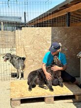 LOTTE, Hund, Mischlingshund in Rumänien - Bild 7