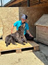 LOTTE, Hund, Mischlingshund in Rumänien - Bild 8