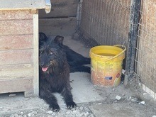 LOTTE, Hund, Mischlingshund in Waldems - Bild 21