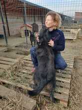 LOTTE, Hund, Mischlingshund in Waldems - Bild 26